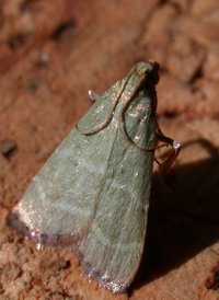 Olive Arta